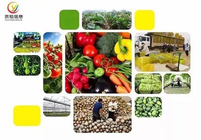 云種菜共享農場+社區團購 智慧農業引領鮮活水產品流通新篇章