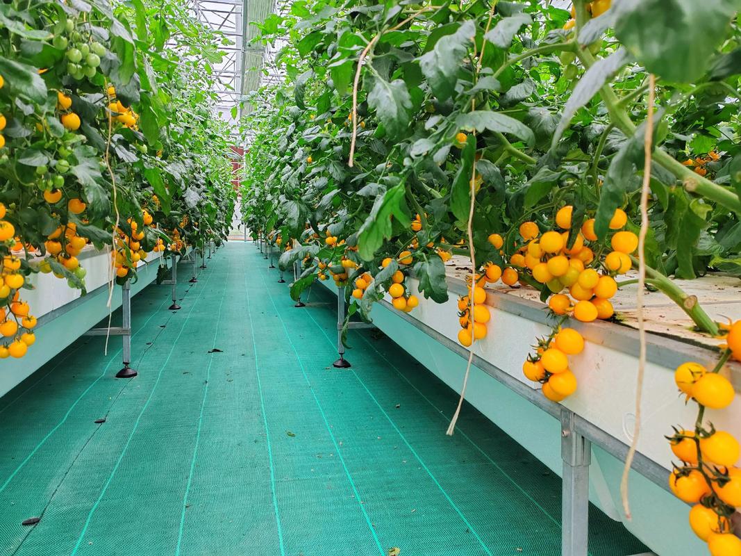 零農殘七彩小番茄 優質農產品的天花板，為鮮活水產品賦能