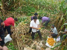 元陽縣農(nóng)產(chǎn)品信息網(wǎng) 鮮活水產(chǎn)品全攻略