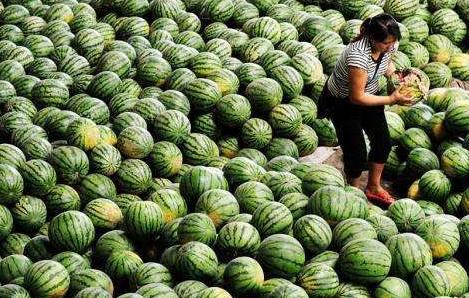 農(nóng)產(chǎn)品冷鏈物流的“首尾一公里”困境與突圍