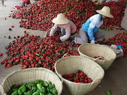 紅河農(nóng)產(chǎn)品信息網(wǎng) 打造鮮活水產(chǎn)品一站式采購平臺(tái)