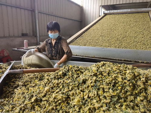 老傳統賦予新擔當 江蘇鹽城供銷社闖出農業社會化服務新路徑