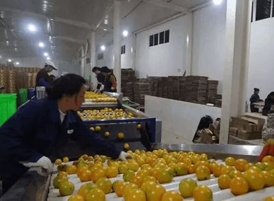 從田園到車間 如何通過工業(yè)化思維保證農(nóng)產(chǎn)品品質(zhì)的一致性