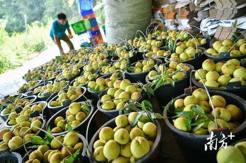 清遠(yuǎn)重塑產(chǎn)業(yè)鏈 破解豐產(chǎn)困局，邁向農(nóng)產(chǎn)品優(yōu)質(zhì)豐收新篇章